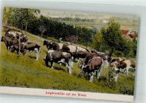 55566 W6553 Sobernheim Foto AK Jungbornkühe