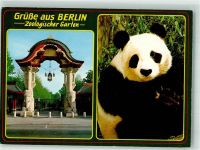 W1000 Tiergarten Pandabär Zoo Foto AK
