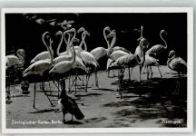 Flamingo Zoo