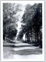 27432 W2740 Spreckens FOTO KEINE AK Fotoabzug, Baumallee