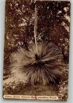 Lisboa Lissabon Botanischer Gatren Blühende Agave Kaktus