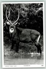 Wasserbock Antilope Tier