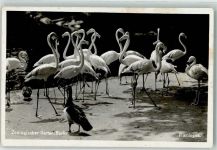 W1000 Tiergarten Flamingos Zoo Foto AK