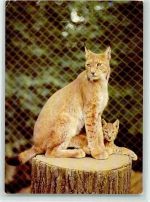 O8000 Dresden Nordluchse Zoo Foto AK