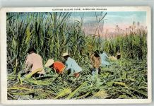Zuckerrohr ernte Hawaiian Island Schwarzafrikaner