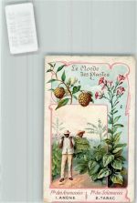 Prägedruck Plantagenarbeiter mit Kakaofrüchten und Tabakpflanzen Jugendstil KEINE AK Edition de la Chocolaterie D'Aiguebelle Tabak Gebrauchsspuren