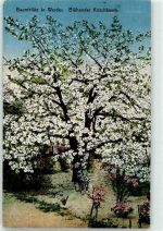 14542 O1512 Werder Havel Lithographie Zur Baumblüte blühender Kirschbaum