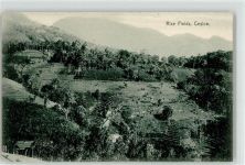 Colombo - Reisfelder