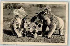 Koala Bären AK Australisches Tier 1933