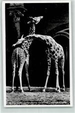 Ostafrikanische Giraffe Zoo
