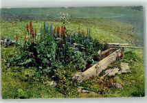 CV Nr.662 Alpenflora