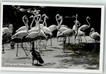 W1000 Tiergarten Flamingos Zoo Foto AK