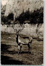 91781 W8832 Weißenburg i Bay FOTO KEINE AK Hirsch Ort handschriftlich Foto Original aus Archiv eines Ansichtskartenverlags