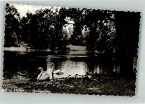 44575 W4620 Castrop-Rauxel - Stadtgarten Schwan