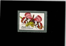 Schmetterling Vignette