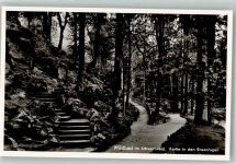 75323 W7547 Bad Wildbad im Schwarzwald Foto AK Waldwege in den Enzanlagen