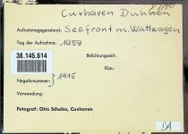 27472 W2190 Duhnen FOTO KEINE AK Foto montiert auf Karton Wattwagen Fotograf Otto Schulze