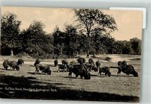 New York City Buffalo Herde Zoological Park Büffel Gebrauchsspuren