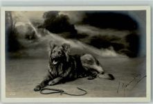 Schäferhund