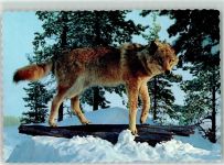 Lappberget Wolf Winter Schnee Motiv Schweden Foto AK