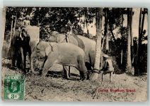 Colombo Elefant Kraal Ort lt. Stempel Motiv Sri Lanka / Ceylon