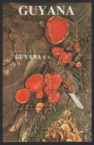 Guyana 1989 - Mi-Nr. Block 37 ** - MNH - Pilze / Mushrooms