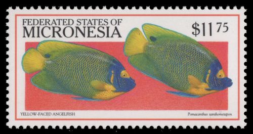 Mikronesien 1999 - Mi-Nr. 776 ** - MNH - Fische / Fish