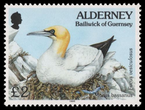 Alderney 1995 - Mi-Nr. 82 ** - MNH - Vögel / Birds