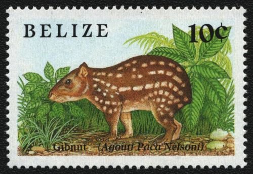 Belize 1989 - Mi-Nr. 1019 ** - MNH - Wildtiere / Wild animals