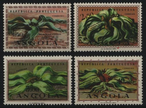 Angola 1959 - Mi-Nr. 419-422 ** - MNH - Pflanzen / Plants - Welwitschia