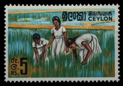 Sri Lanka 1969 - Mi-Nr. 393 ** - MNH - Reisanbau