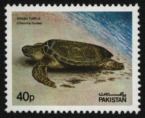 Pakistan 1981 - Mi-Nr. 548 ** - MNH - Schildkröten / Turtles