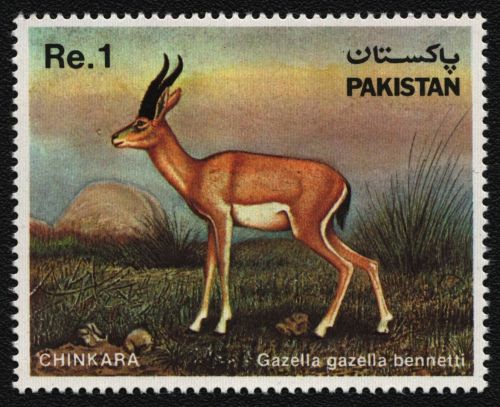 Pakistan 1983 - Mi-Nr. 588 ** - MNH - Wildtiere / Wild animals