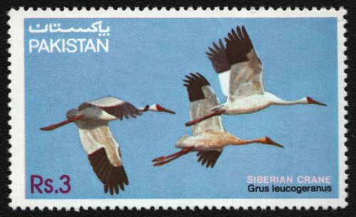 Pakistan 1983 - Mi-Nr. 593 ** - MNH - Vögel / Birds