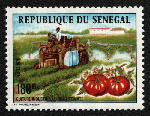 Senegal 1976 - Mi-Nr. 619 ** - MNH - Tomatenindustrie
