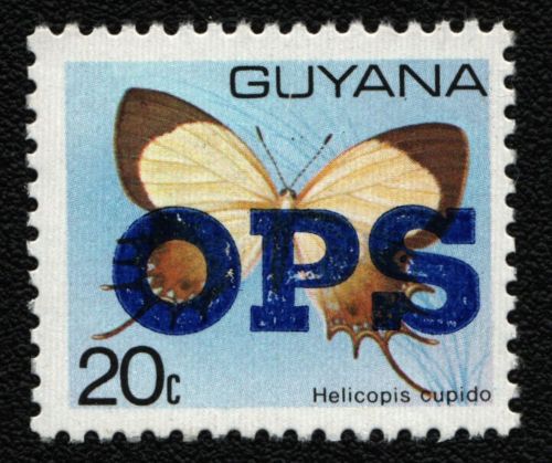 Guyana 1981 - Dienst - Mi-Nr. 25 ** - MNH - Schmetterlinge / Butterflies