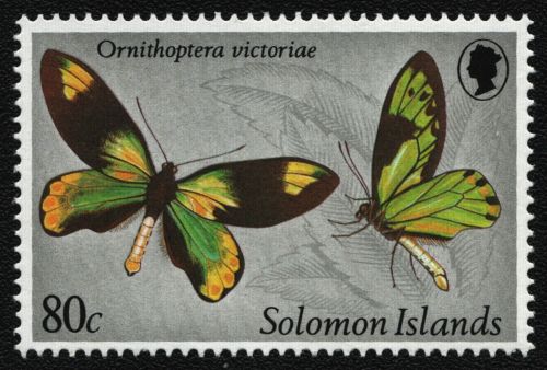 Salomoninseln 1980 - Mi-Nr. 425 ** - MNH - Schmetterlinge - WZ kopfstehend
