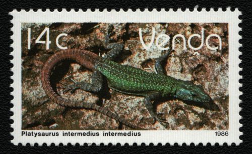 Venda 1986 - Mi-Nr. 137 ** - MNH - Reptilien / Reptiles
