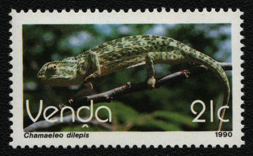 Venda 1990 - Mi-Nr. 208 ** - MNH - Reptilien / Reptiles