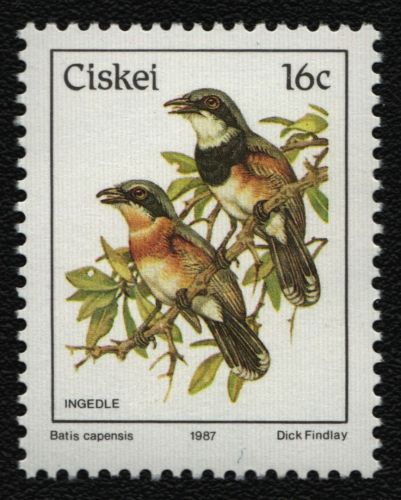 Ciskei 1987 - Mi-Nr. 114 ** - MNH - Vögel / Birds