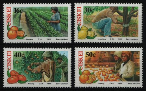 Ciskei 1988 - Mi-Nr. 141-144 ** - MNH - Zitruswirtschaft