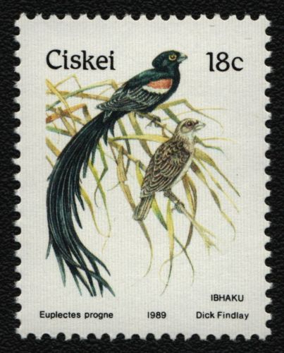 Ciskei 1989 - Mi-Nr. 157 ** - MNH - Vögel / Birds