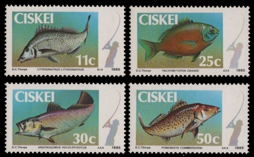 Ciskei 1985 - Mi-Nr. 70-73 ** - MNH - Fische / Fish