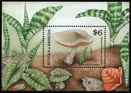 Antigua 1989 - Mi-Nr. Block 163 ** - MNH - Pilze / Mushroom