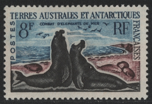 TAAF 1962 - Mi-Nr. 25 ** - MNH - See-Elefant / Sea elephant