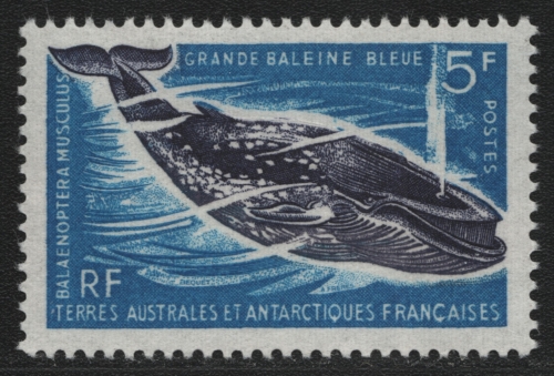 TAAF 1966 - Mi-Nr. 36 ** - MNH - Wale / Whales