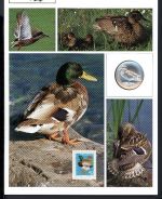 Schweiz Medaillenblatt Tiere der Heimat Stockente Medaille Feinsilber