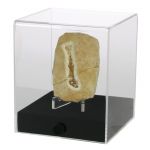 Safe Präsentations-Cubes aus Acryl 100 x 100 x 120 mm Nr. 5287 Neu
