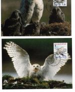 Grönland WWF MiNr. 331-334 Schneeeule 1999 Satz auf 4 Maximumkarten Tiere