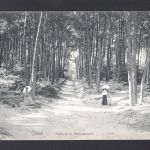 AK Cleve (Kleve) NRW 1908 Partie am Tiergartenwald